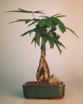 Pachira Aquatica Money Tree Bonsai Braided Feng Shui Good Luck 8 yo 14