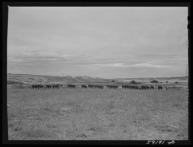 Photo:Cattle Herd on Plains 1930s Western Landscape