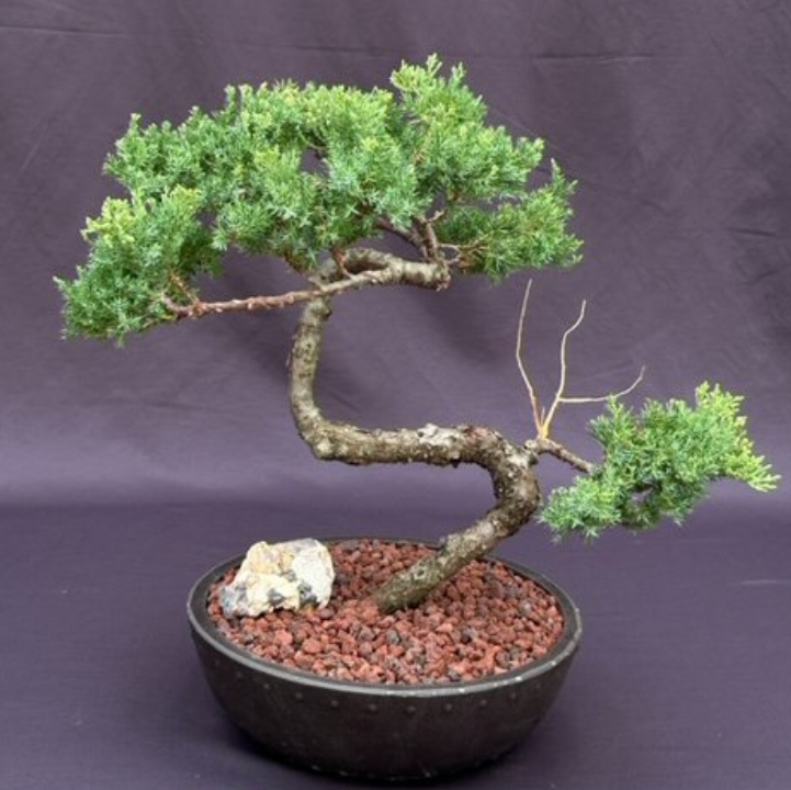 Juniper Bonsai Tree Outdoor 14