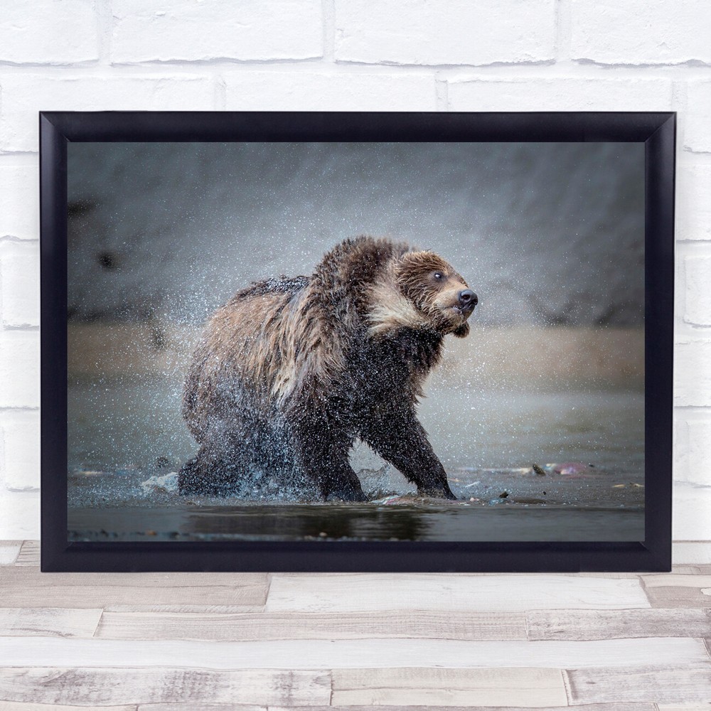 Kamchatka Russia Bear Bears Brown Splash Spray Water River Dry Wall Art Print