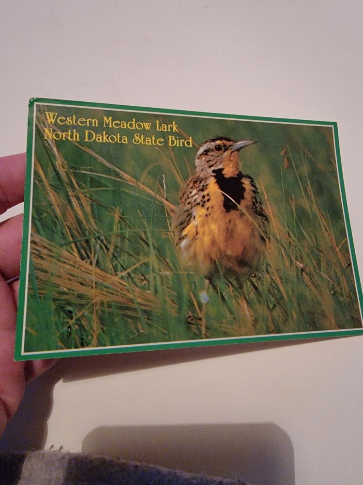 Vintage Postcard Post Card VTG Photograph Western Meadow Lark Bird
