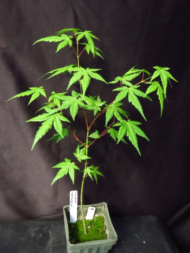 Acer Palmatum 'Mikawa Yatsubusa' Japanese Maple Tree 16.5