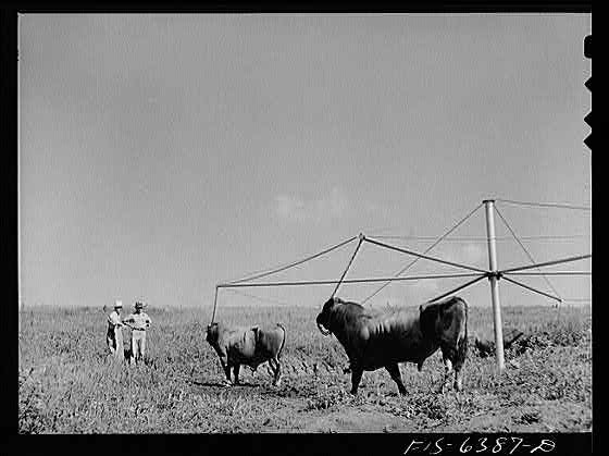 : Westby, Vernon County, Wisconsin. At the Westby artificial, Untitled photo