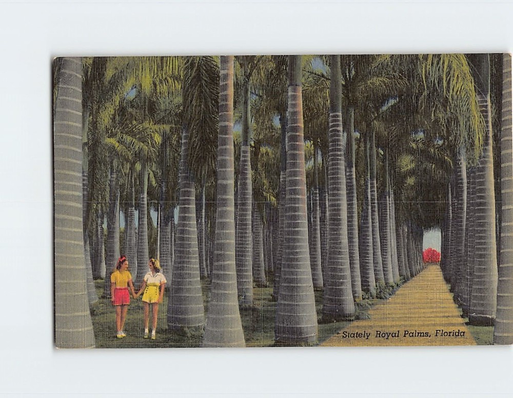 Postcard Stately Royal Palms Florida USA