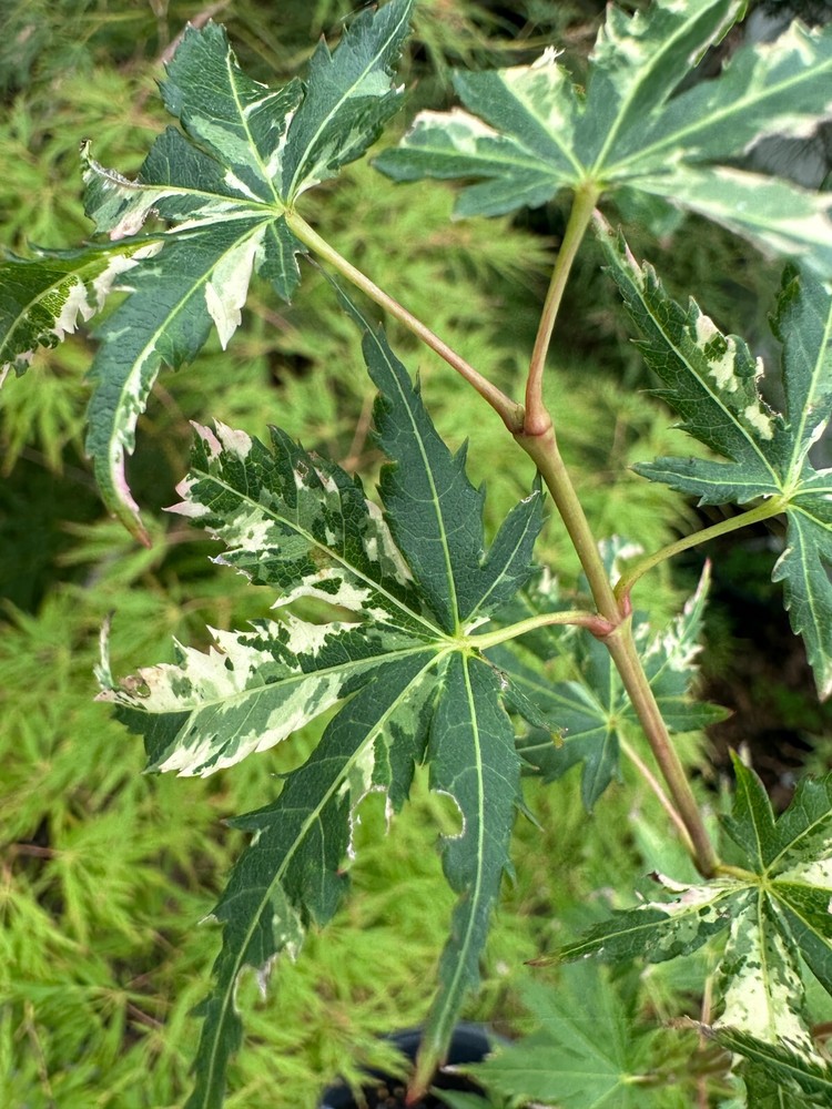 Acer palmatum 