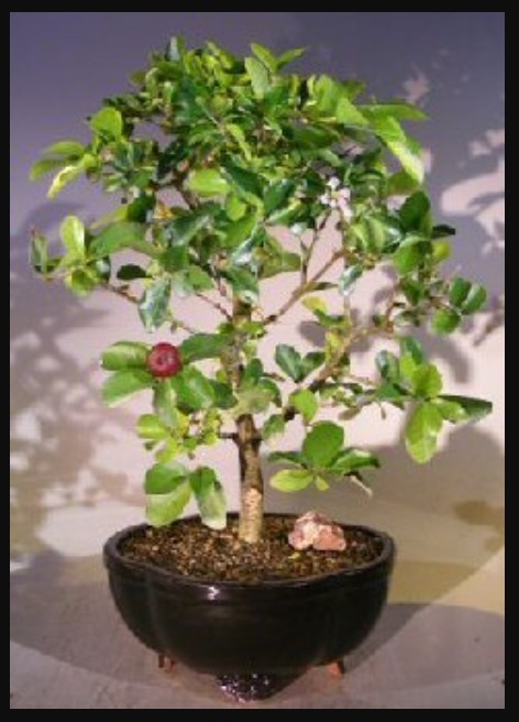 Barbados Cherry Bonsai Tree Live Flowering Dwarf Weeping Houseplant 14'' Tall