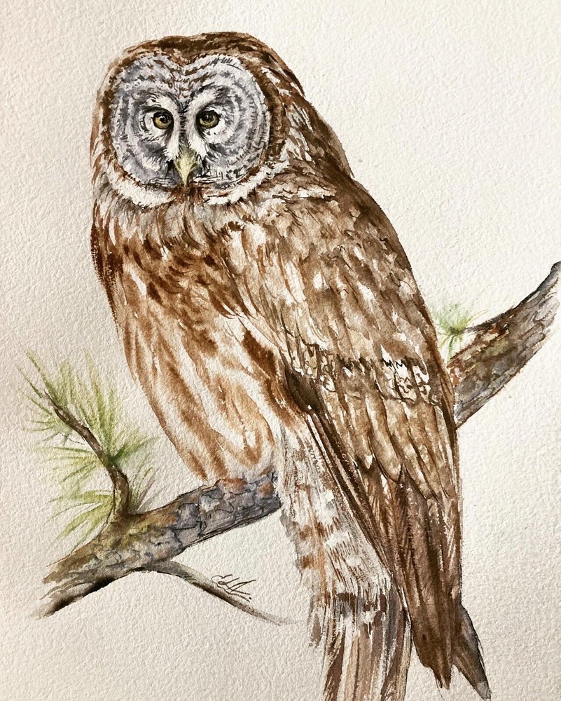 Original Watercolor Painting of an Owl Bird Artistic Wildlife Art
