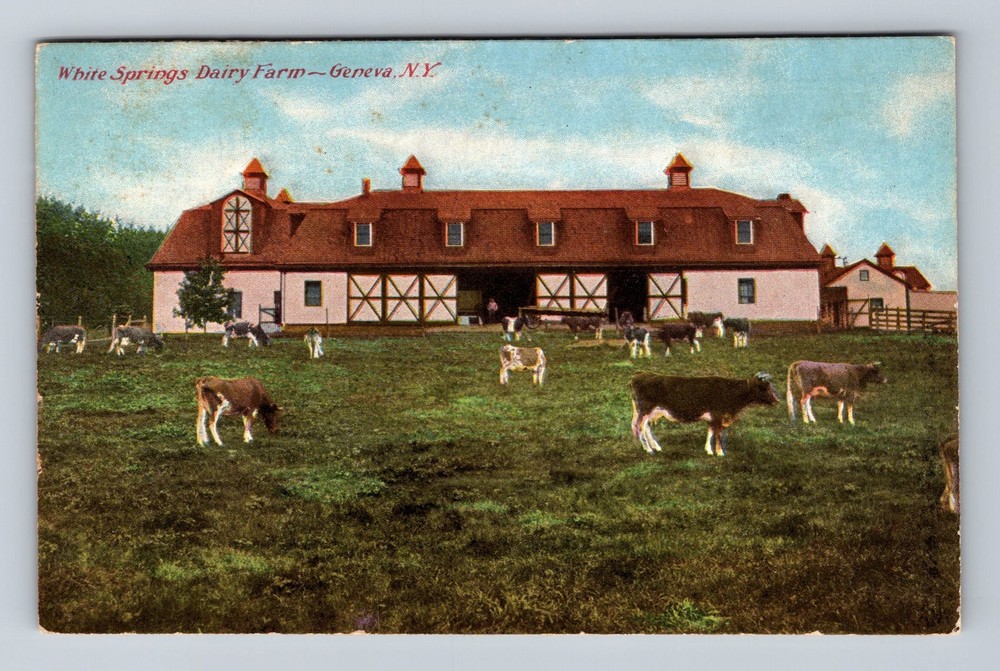 Geneva NY-New York, White Springs Dairy Farm, Cow Pasture, Vintage Postcard