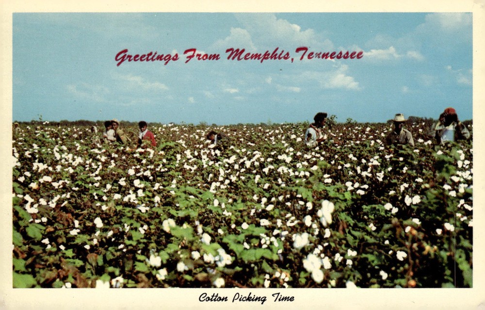 1960s Memphis Tennessee TN Cotton Picking Field Chrome Vintage Postcard