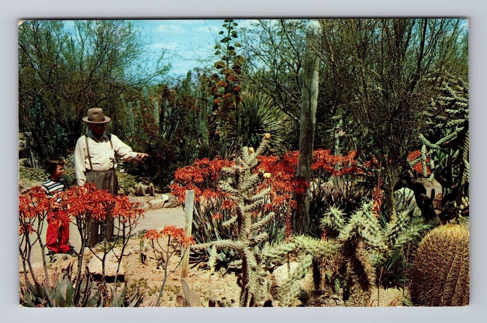 Arizona AZ Phoenix Desert Botanical Garden Vintage Postcard