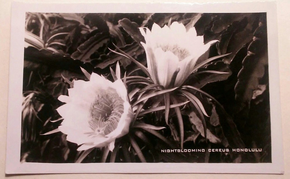 1930's Nightblooming Cereus Honolulu TH Hawaii AZO RPPC