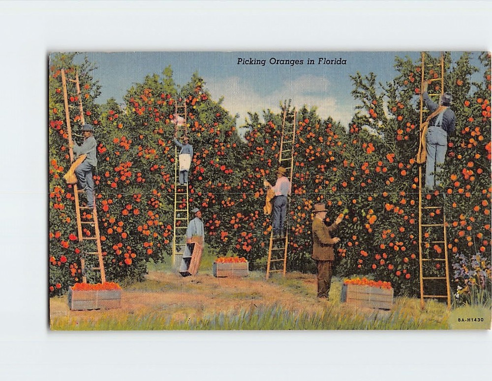 Postcard Picking Oranges in Florida USA