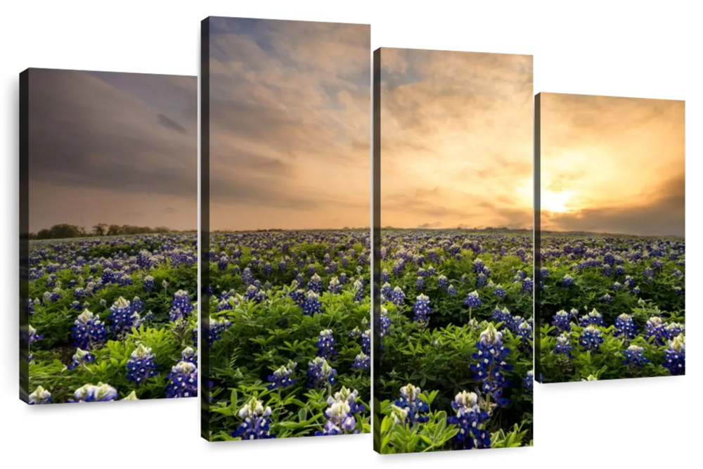 Bluebonnets At Sunset Wall Art