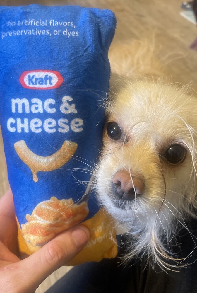Mac & Cheese Plush Dog Toy! With Squeaker!