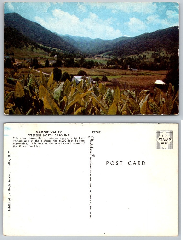 Maggie Valley NC Plastichrome Postcard Burley Tobacco Balsam Mts Great Smoky