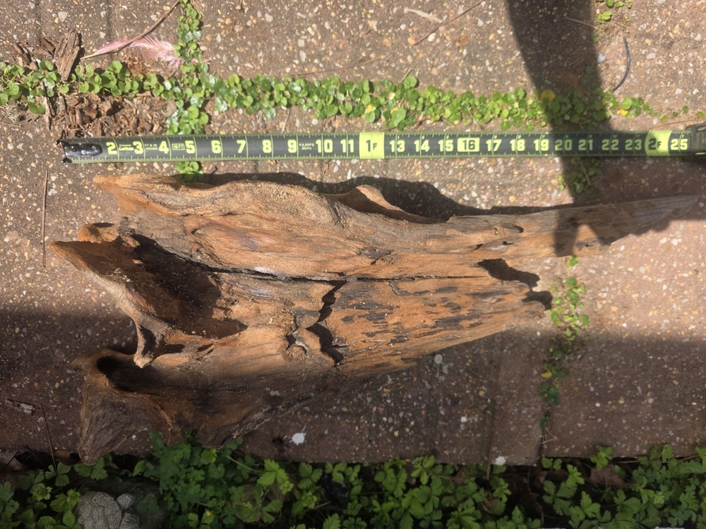 Large Natural Driftwood 25” Dragon Head Aquarium Aquascape Wood Sculpture