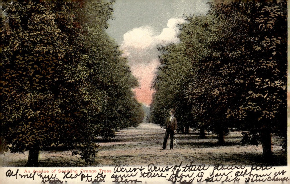 1908 St Petersburg Florida FL Seedling Orange Trees Orchard Antique Litho Postca