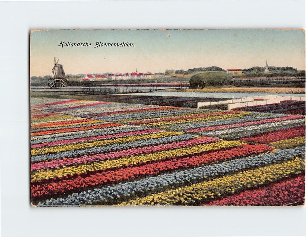 Postcard Tulip Fields of the Netherlands