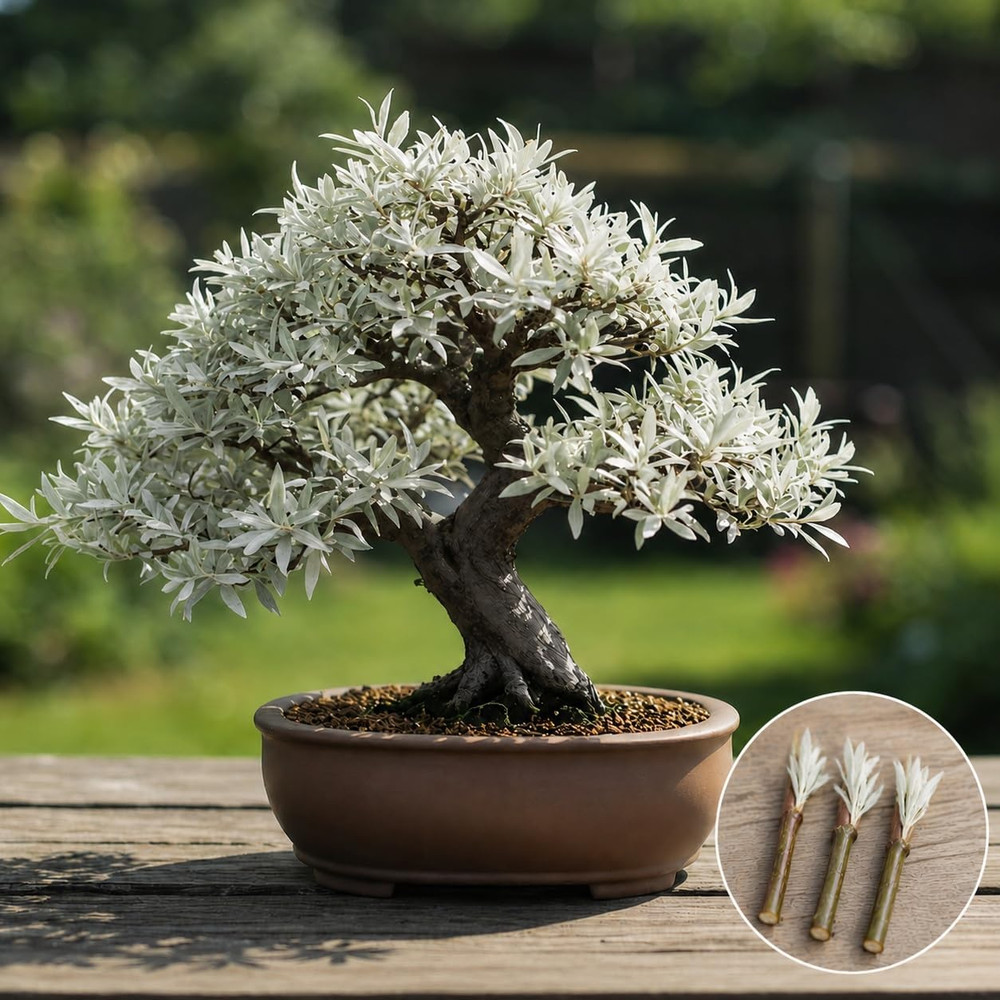 Live Dwarf White Willow Bonsai Tree - Stunning Silvery-Green Leaves FREE SHIP...