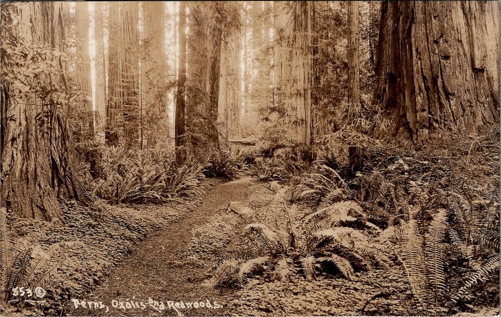 Ferns, Oxalis and REDWOODS, California Real Photo Postcard