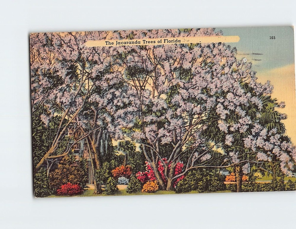 Postcard The Jacaranda Trees in Florida USA