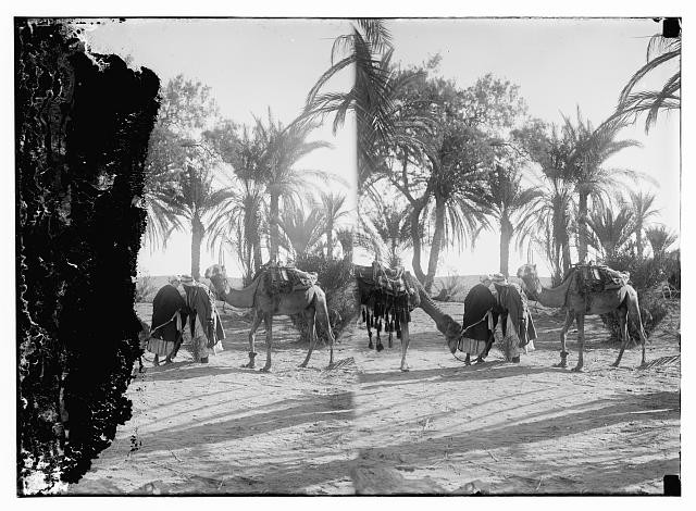 Photo:Sinai Egypt 1900s Camel Caravan Palm Trees Stereo Photo