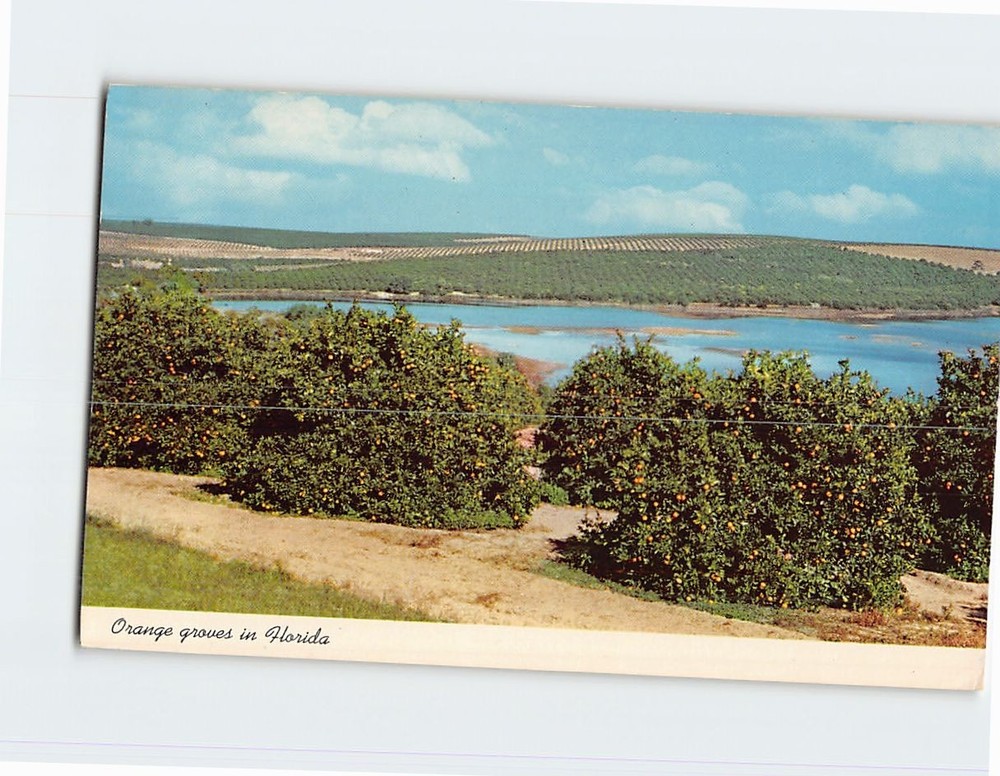 Postcard Orange groves in Florida USA