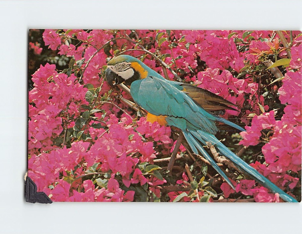 Postcard Macaws and Bougainvillea Sunken Gardens St. Petersburg Florida USA