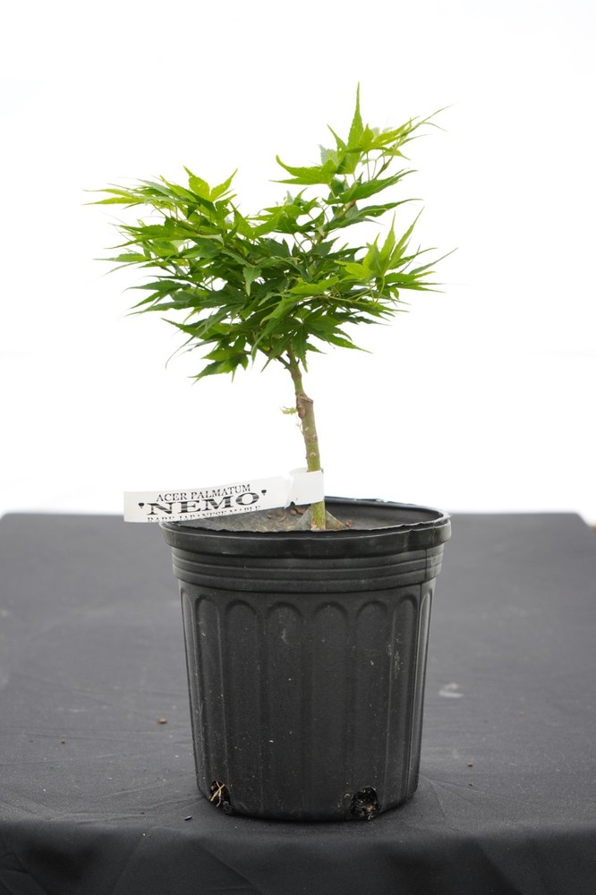 Acer palmatum 'Nemo' Japanese Maple 1 Gallon