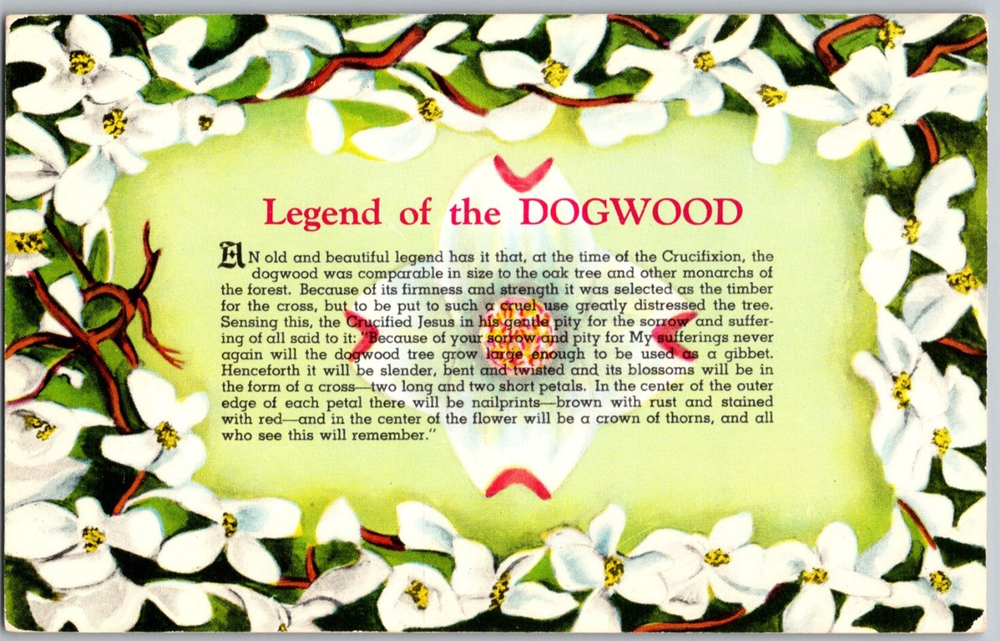 Legend of the Flowering Dogwood Tree Crucifixion Vintage Curt Teich Postcard