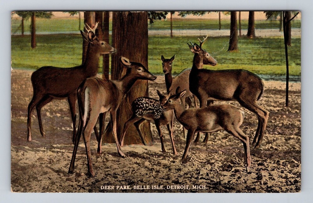 Detroit MI-Michigan, Belle Isle, Deer Park, Antique Vintage Souvenir Postcard