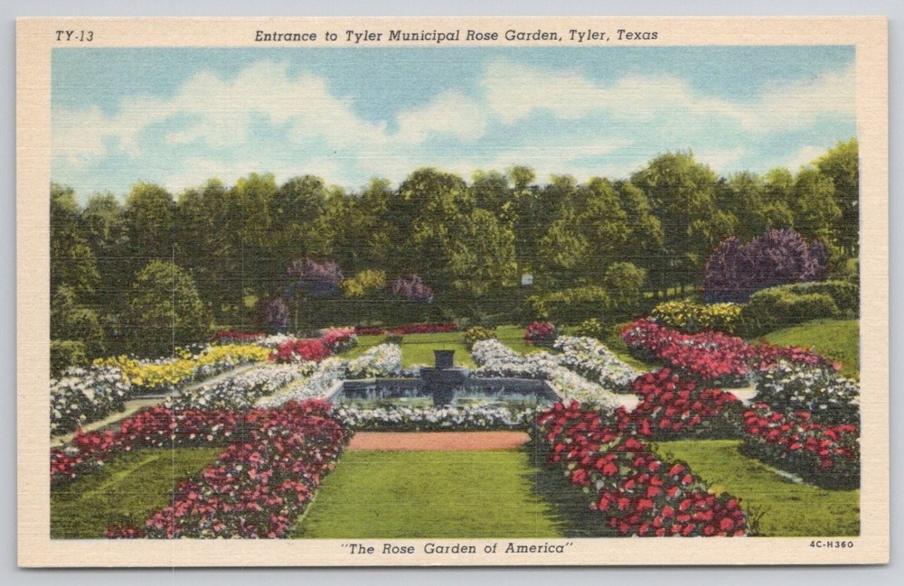 Tyler Municipal Rose Garden Texas Vintage Postcard Curt Teich Linen 1954