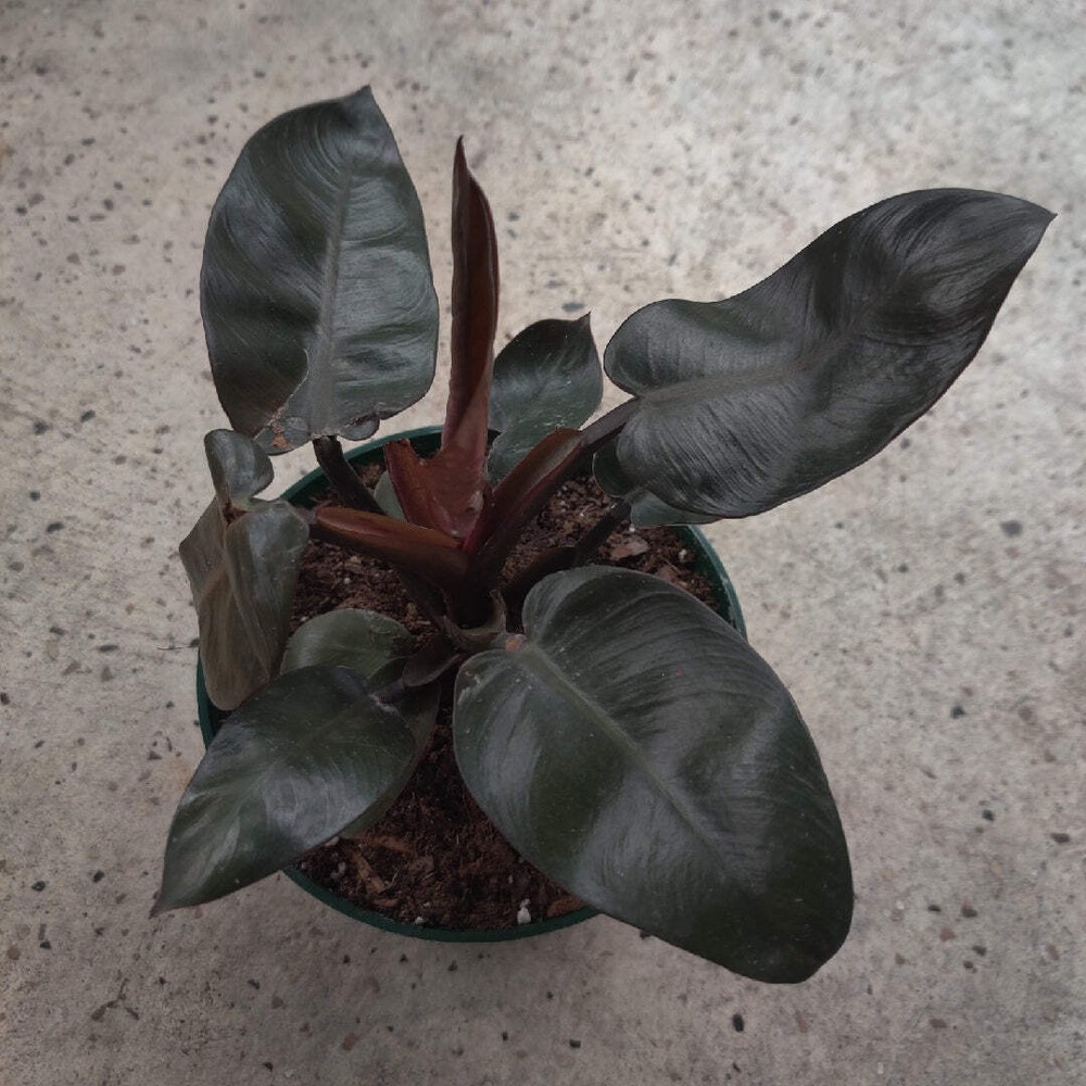 Philodendron Black Cardinal – Live Starter Plant, Rare Aroid, Dark Foliage House