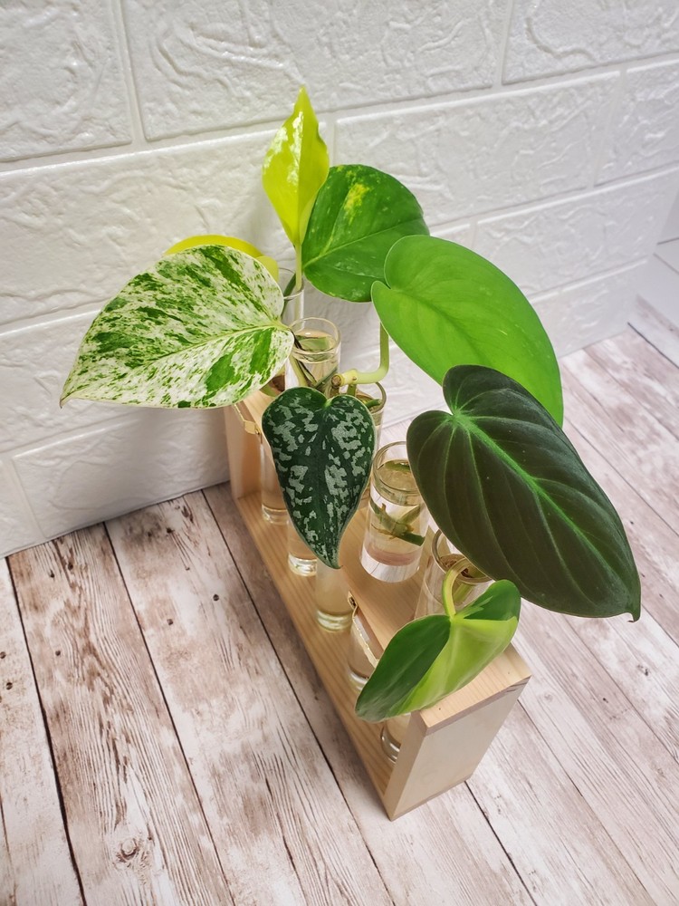 Starter Live House Plants Bundle 7 Plants. Philodendron Pothos Scindapsus