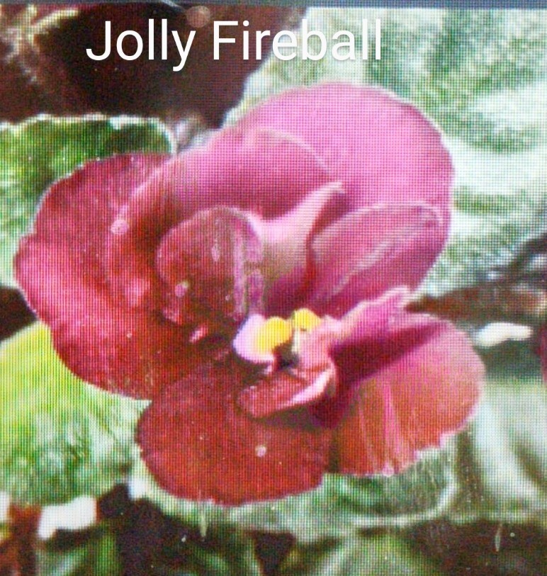 African Violet LEAF POT - JOLLY FIREBALL -semi-miniature