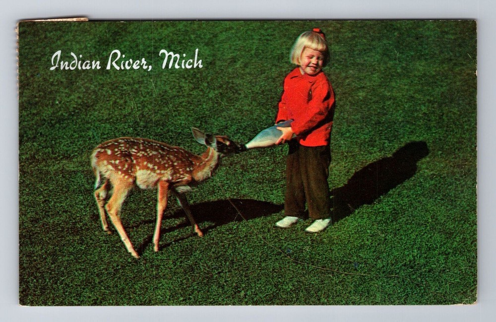 Indian River MI-Michigan, General Greetings, Feeding Deer, Vintage Postcard