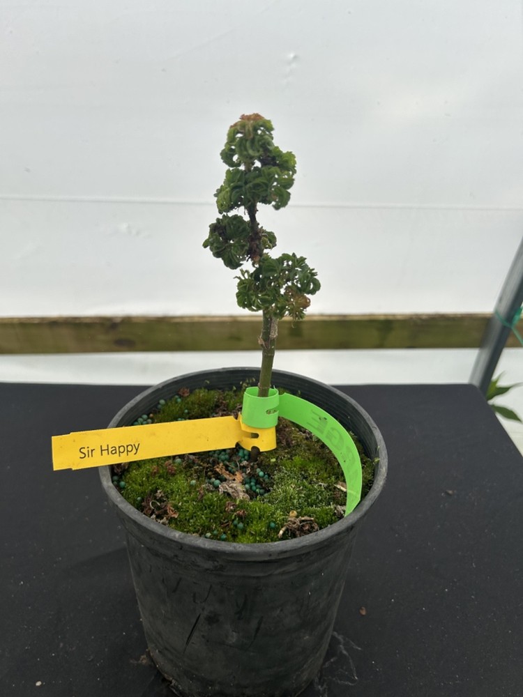 Acer palmatum 'Sir Happy' Ultra-Dwarf Japanese Maple 1 gallon (Super Rare)-image