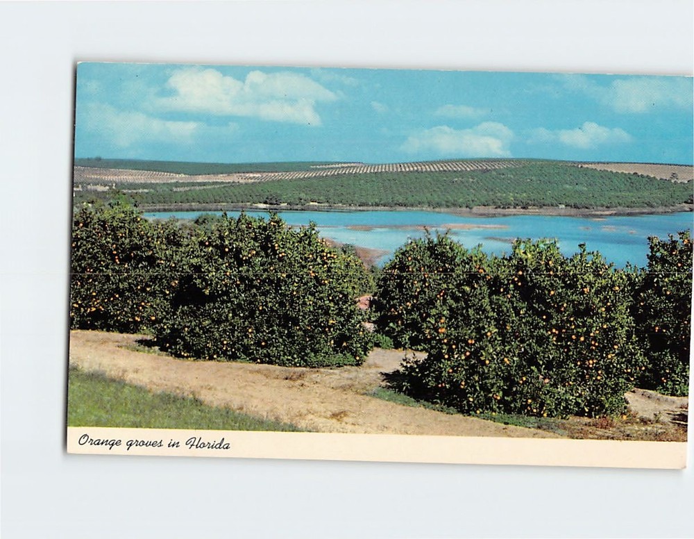 Postcard Orange groves in Florida USA