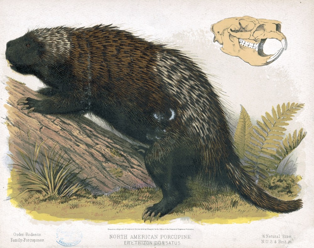 9589.Decoration Poster.Room Wall art.Home decor.Porcupine.Science.Nature artwork