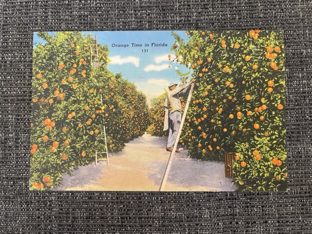 Vintage Linen Postcard Hollywood, Florida~  Orange Time In Florida