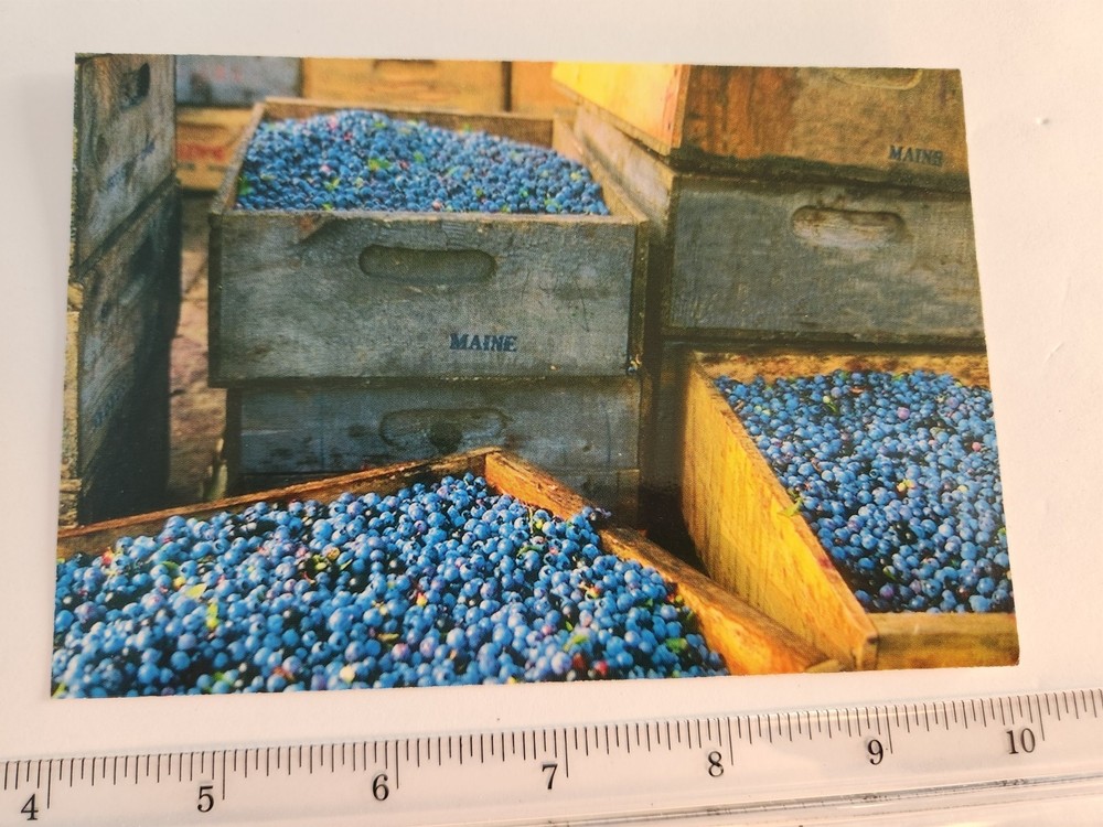 Harvesting Maine's Wild Blueberry SW Harbor ME NOS Vtg Postcard Unposted NEW