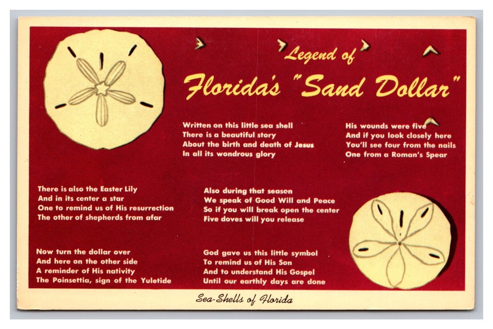 Legend of Florida's Sand Dollar Sea Shells of Florida Story Unp Chrome Postcard