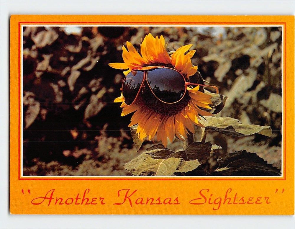 Postcard Another Kansas Sightseer Sunflower with Sunglasses