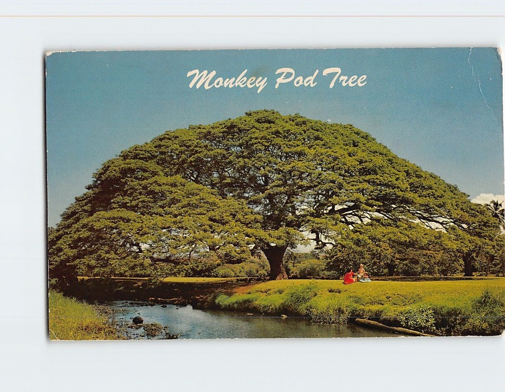Postcard Hawaiian Monkey Pod Tree  Hawaii