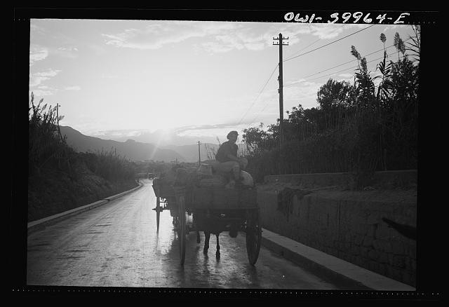 Messina Sicily 1943 People Returning Home After Germans Left Horse Cart