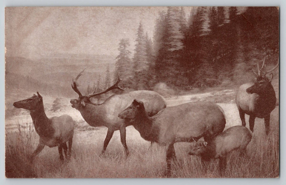 Roosevelt Elk Museum California Academy of Science Vtg Postcard San Francisco CA-image