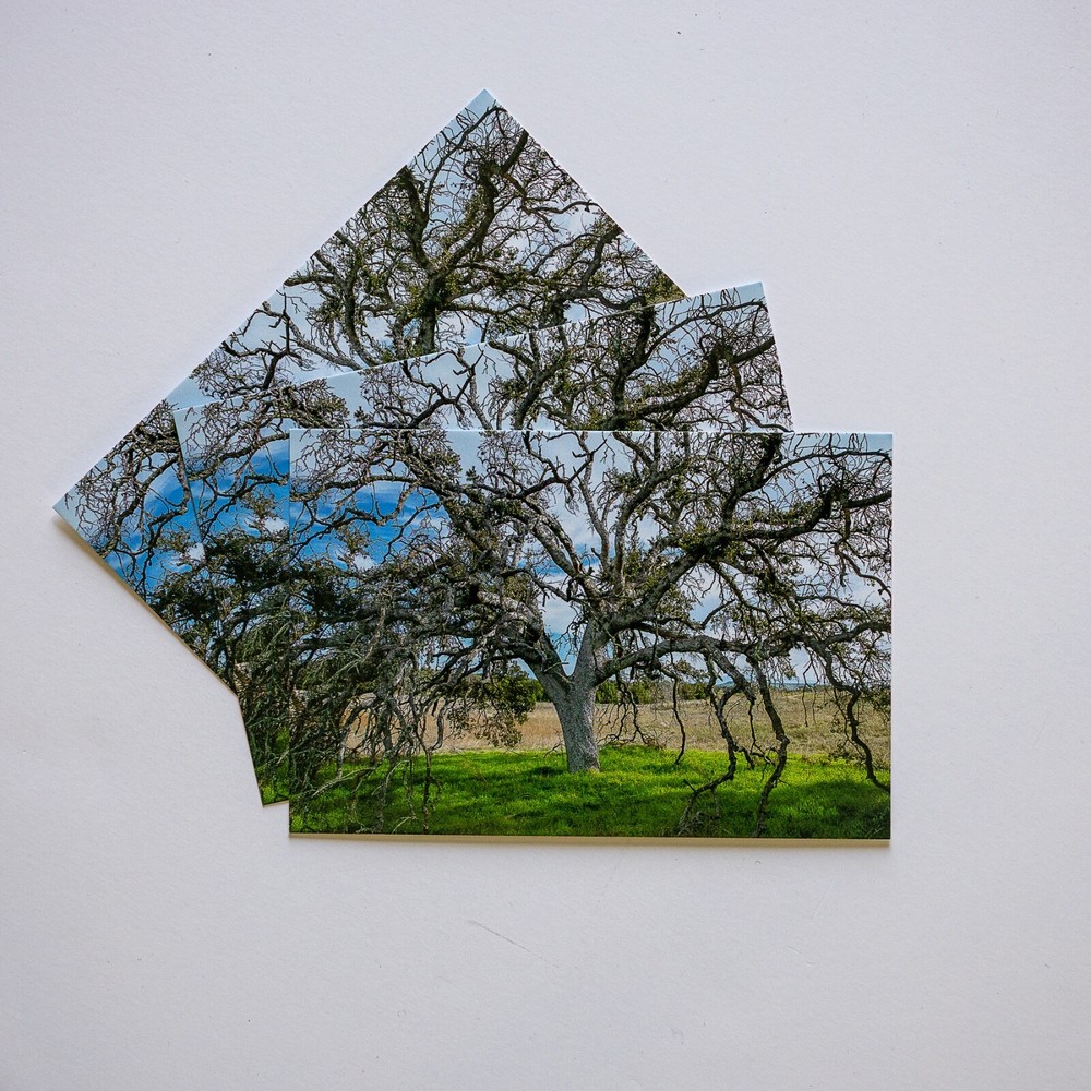 Tree Photo 4x6 Postcard, Sylvan Meadows, 1 5 10 or 25 Postcard Lot Postcrossing