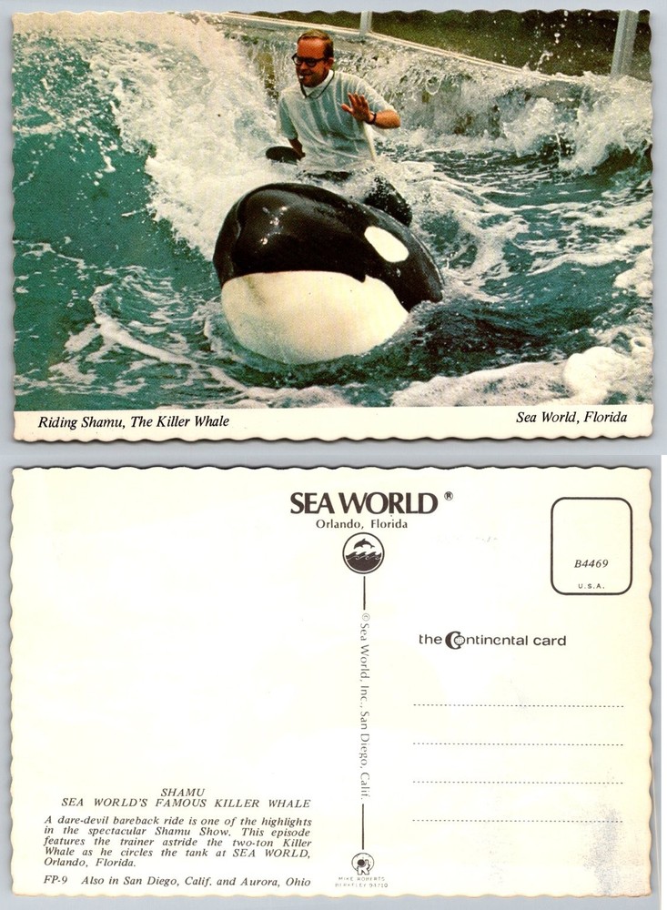Vintage Shamu Killer Whale Sea World Orlando Florida Postcard Trainer Ride