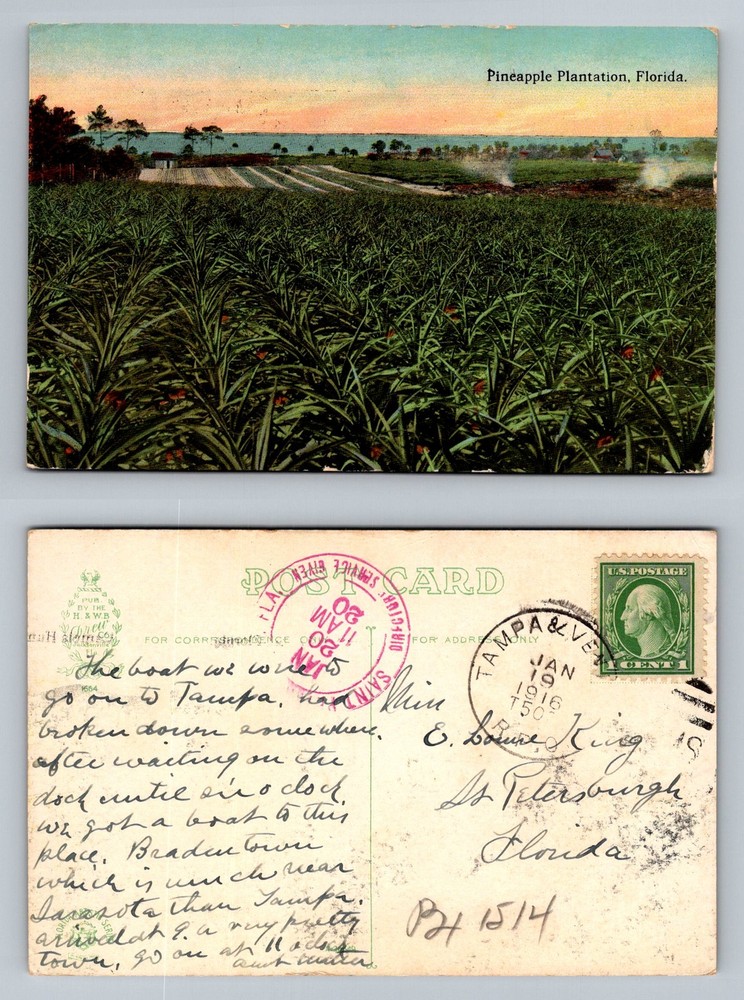 Florida, FL-Florida, Pineapple Plantation Farm Scene Vintage c1916 Postcard