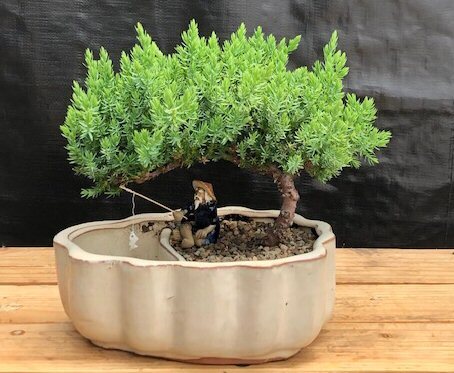 Juniper Bonsai Tree Live Procumbens Nana Evergreen Potdoor Plant 9-10